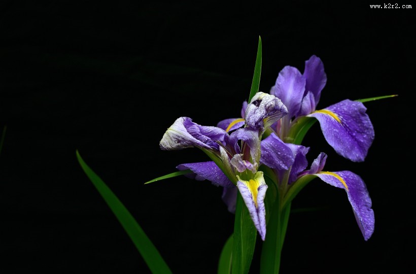 鸢尾花图片