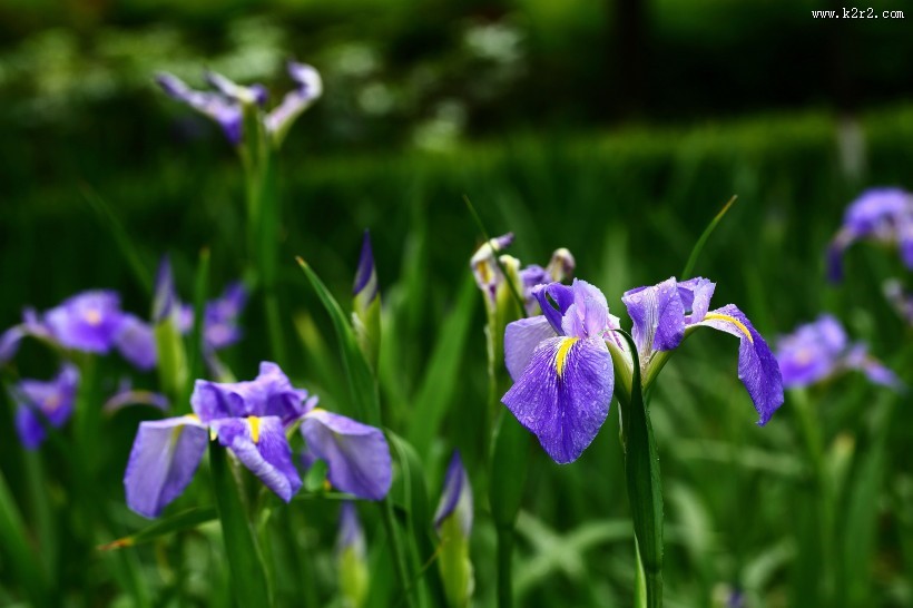 鸢尾花图片