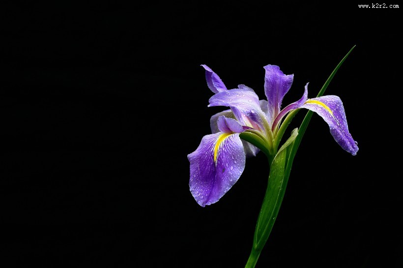 鸢尾花图片