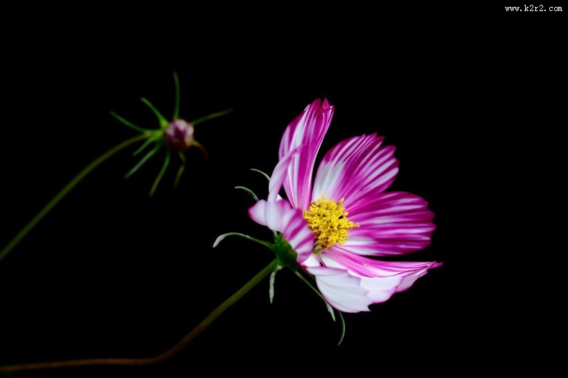 淡雅的格桑花图片大全