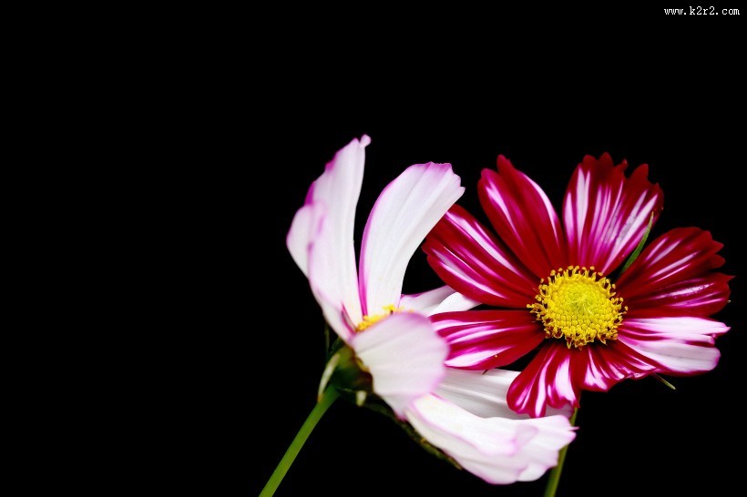 淡雅的格桑花图片大全