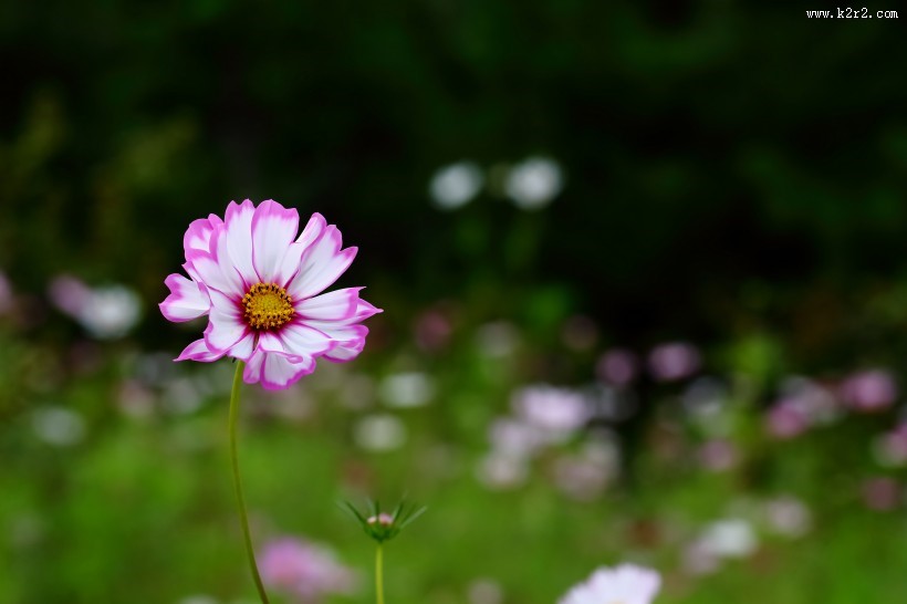 淡雅的格桑花图片大全