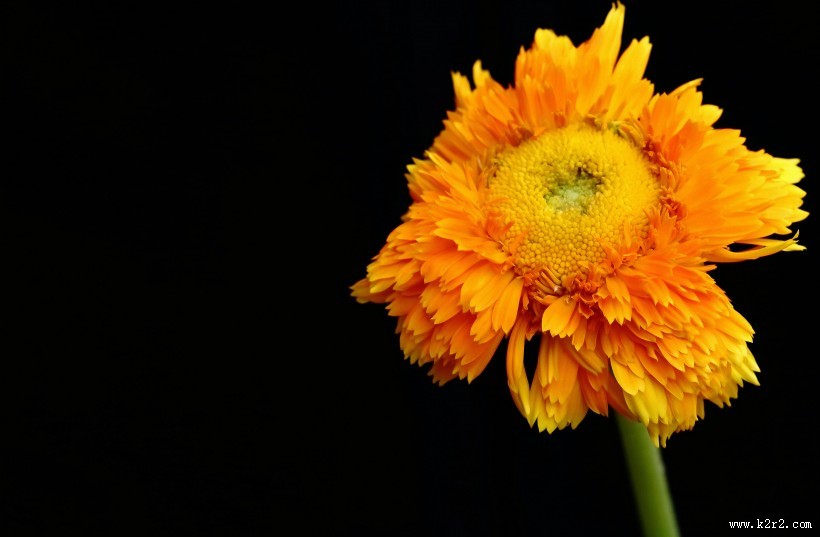 黄色的小菊花图片