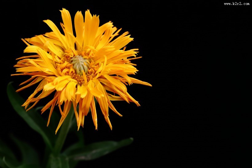 黄色的小菊花图片