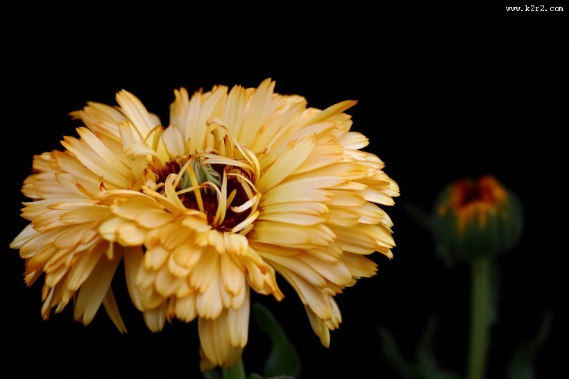 黄色的小菊花图片