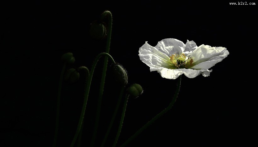 艳丽的虞美人花图片