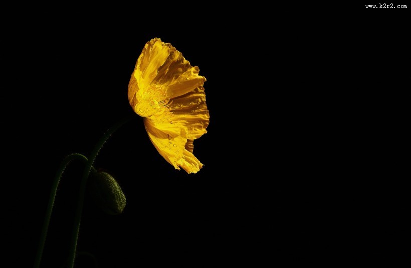 艳丽的虞美人花图片