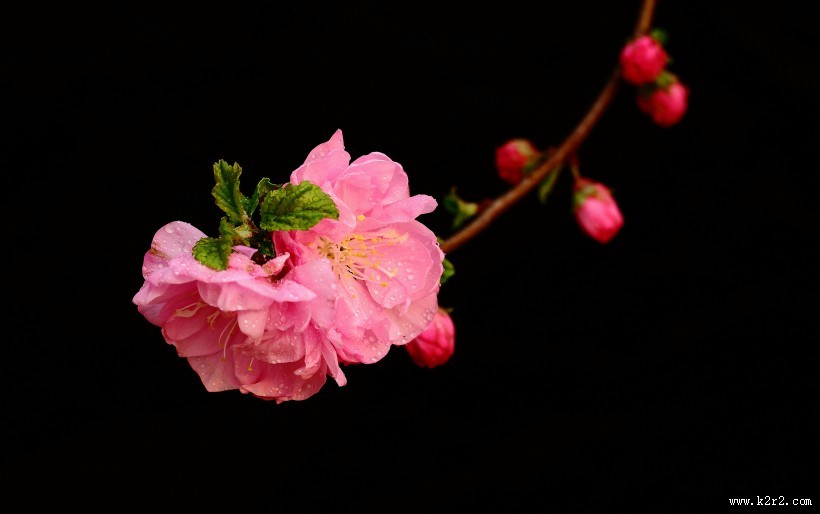 榆叶梅图片大全