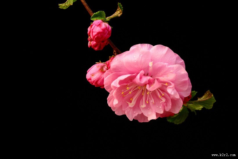 榆叶梅图片大全