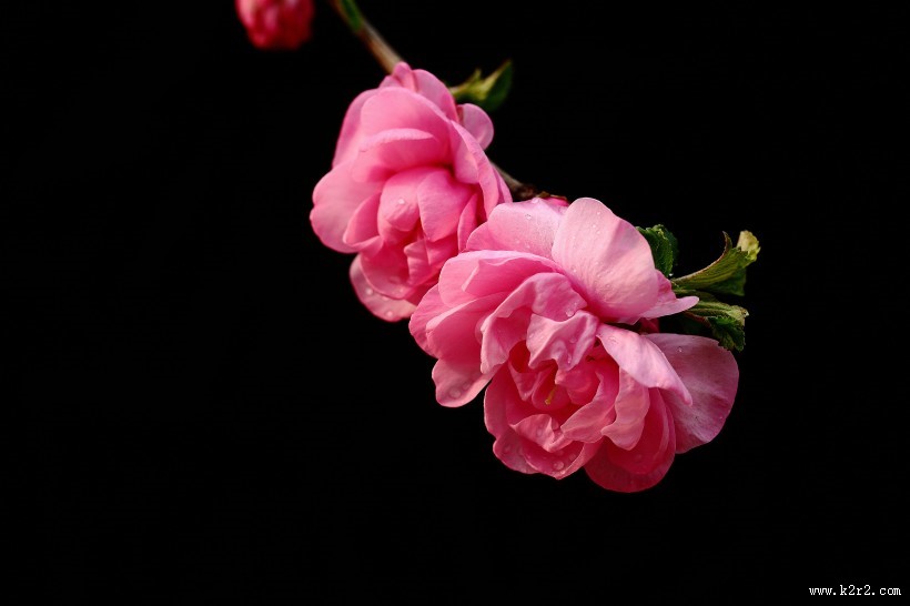 榆叶梅图片大全