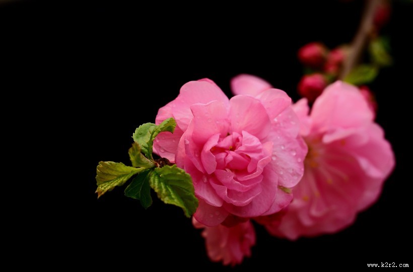 榆叶梅图片大全