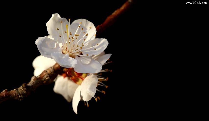 山杏花图片大全
