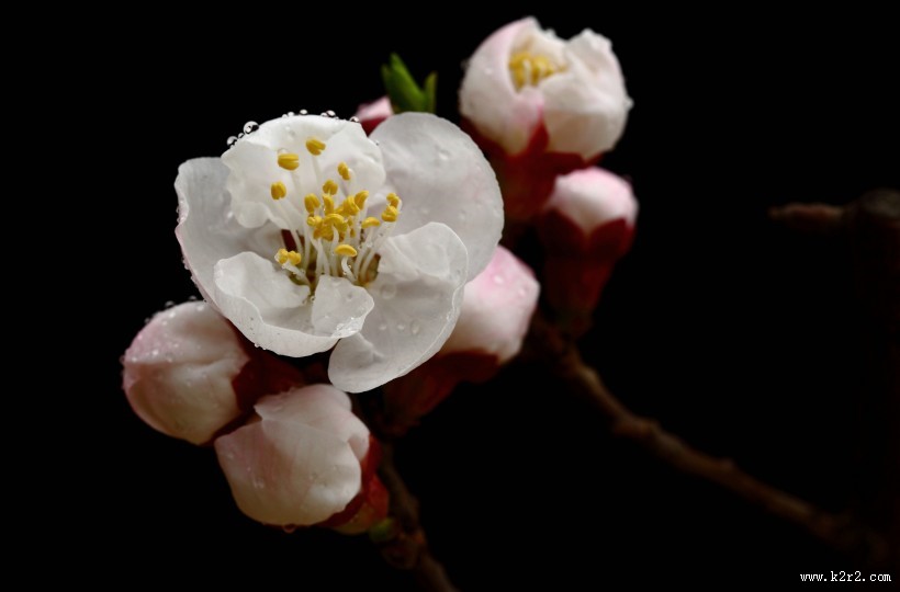 山杏花图片大全