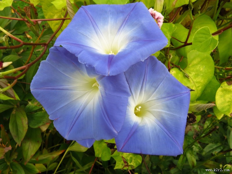 颜色各异的牵牛花图片