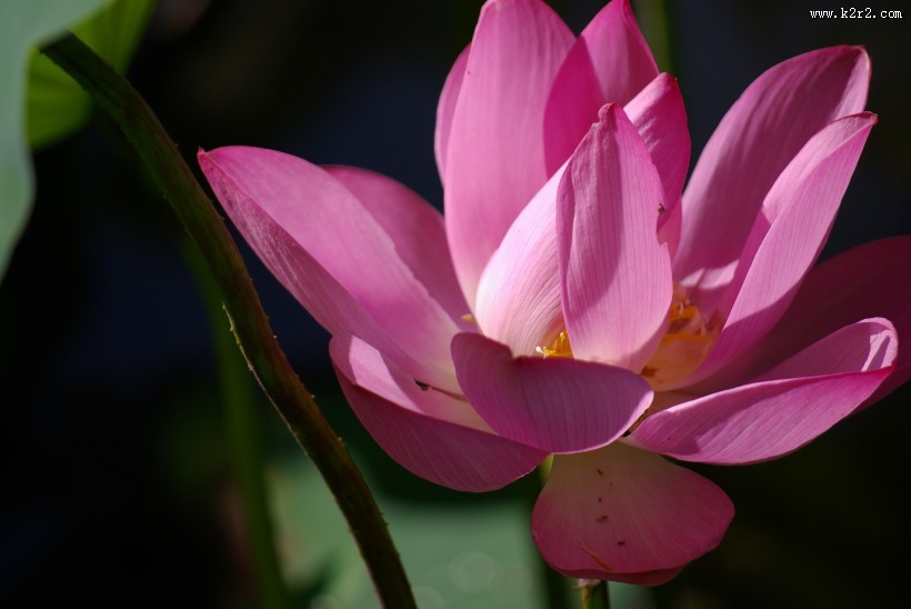 清幽淡雅的荷花图片大全