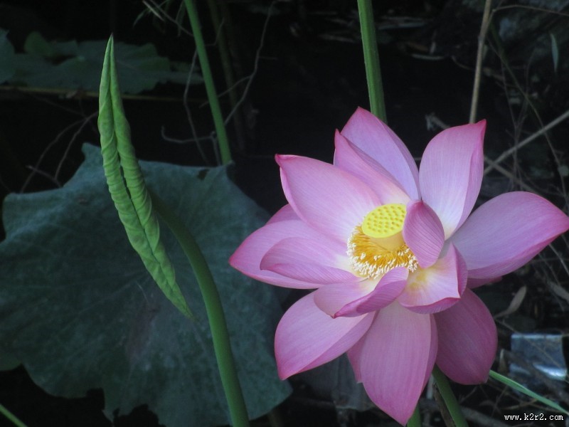 清幽淡雅的荷花图片大全