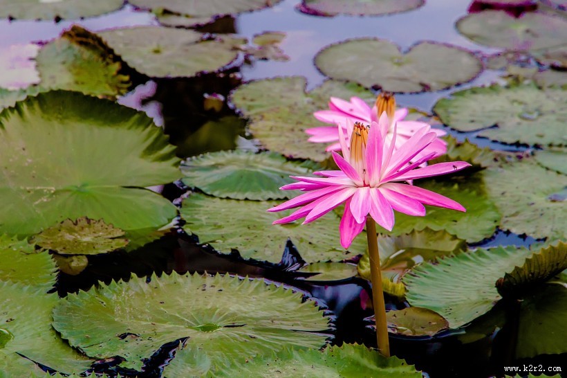 清幽淡雅的荷花图片大全