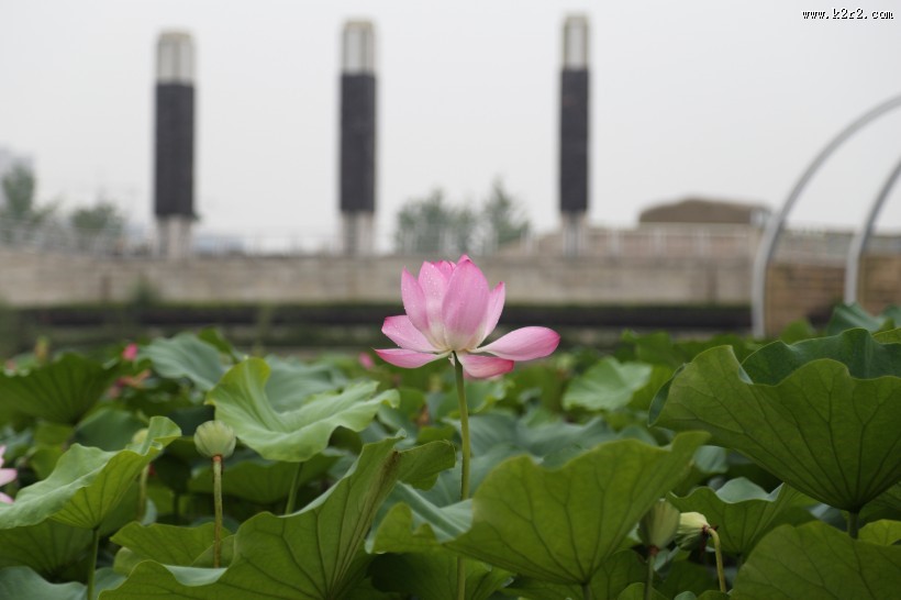 清幽淡雅的荷花图片大全