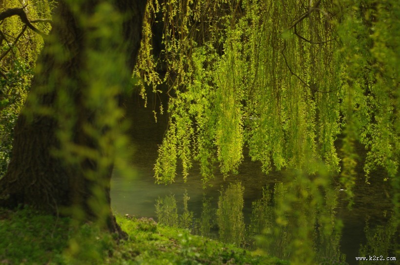 美丽的垂柳图片