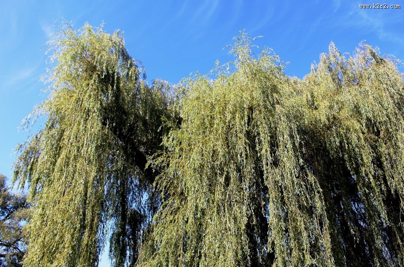 美丽的柳树图片