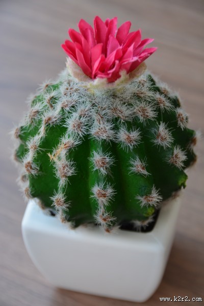 仙人掌盆栽图片