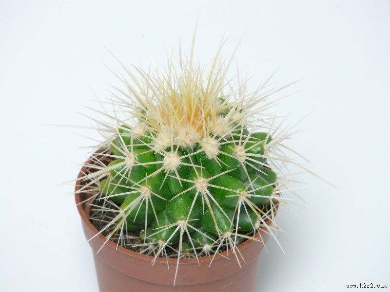 仙人掌盆栽图片