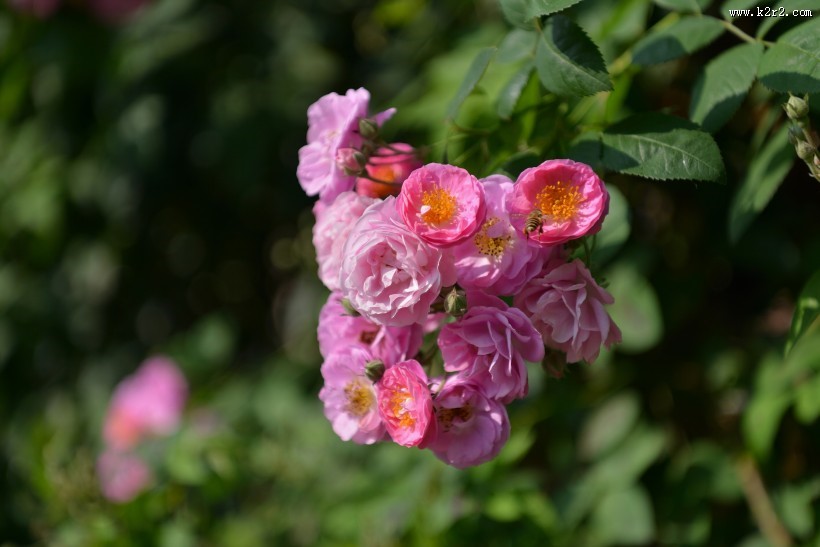 英国国花玫瑰图片