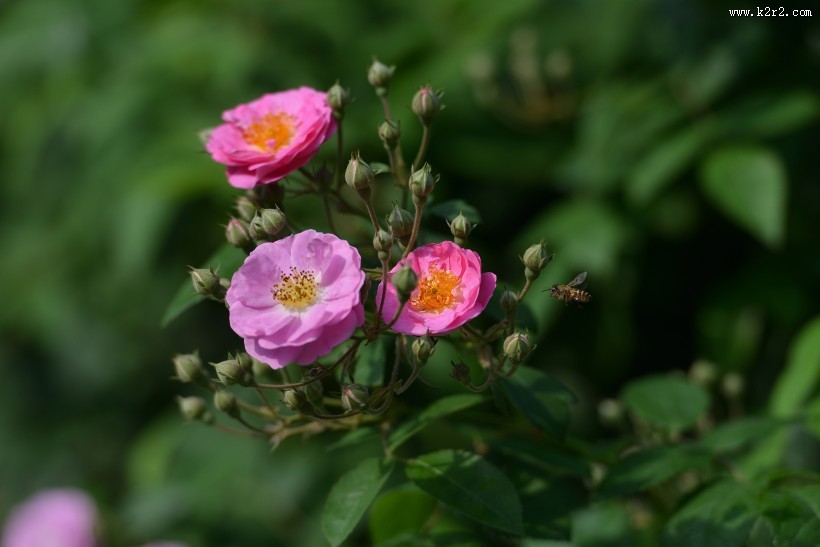 英国国花玫瑰图片