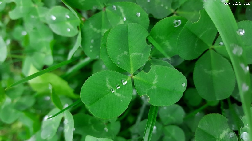 绿色的幸运草图片