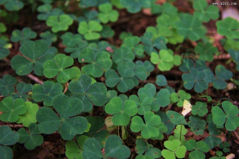 绿色的幸运草图片