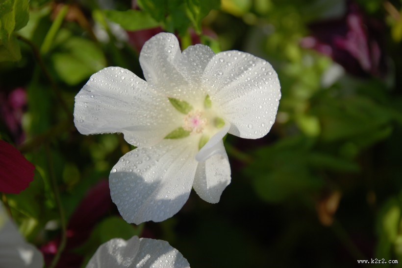 美丽的兰花图片
