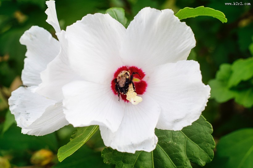 美丽的兰花图片