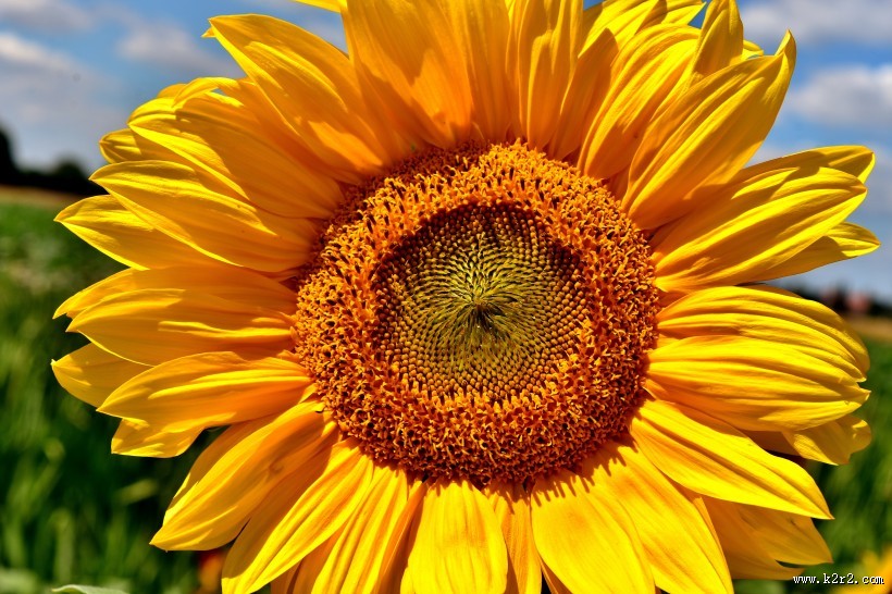 黄色的向日葵图片大全