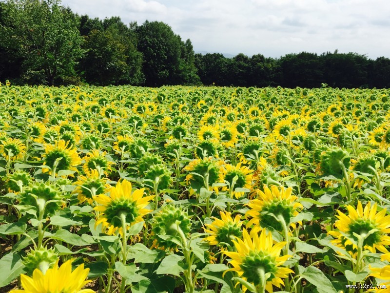 美丽的向日葵花田图片大全