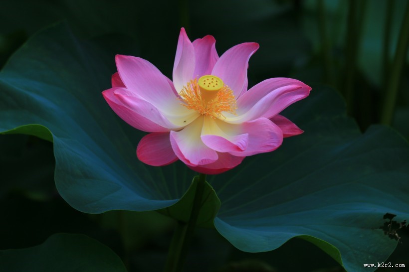 粉红的荷花图片大全