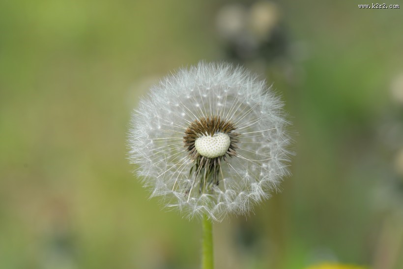 好看的蒲公英图片大全