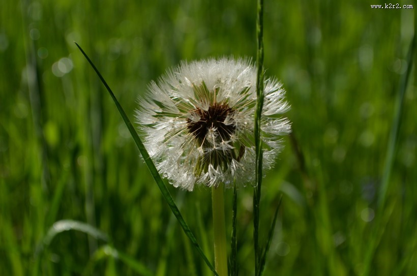 好看的蒲公英图片大全