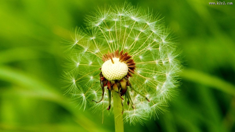 好看的蒲公英图片大全