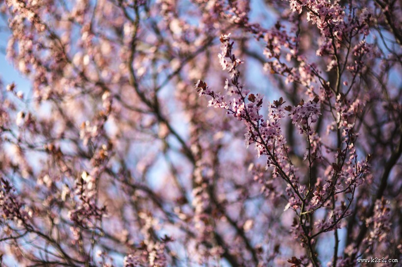 绽放的粉色樱花图片