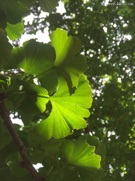 绿色的银杏树叶图片大全