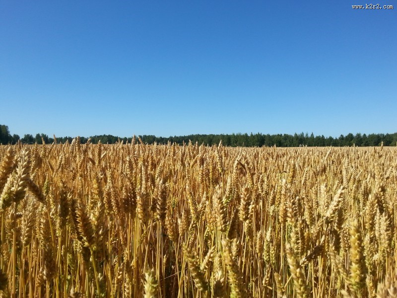 一片麦田图片大全