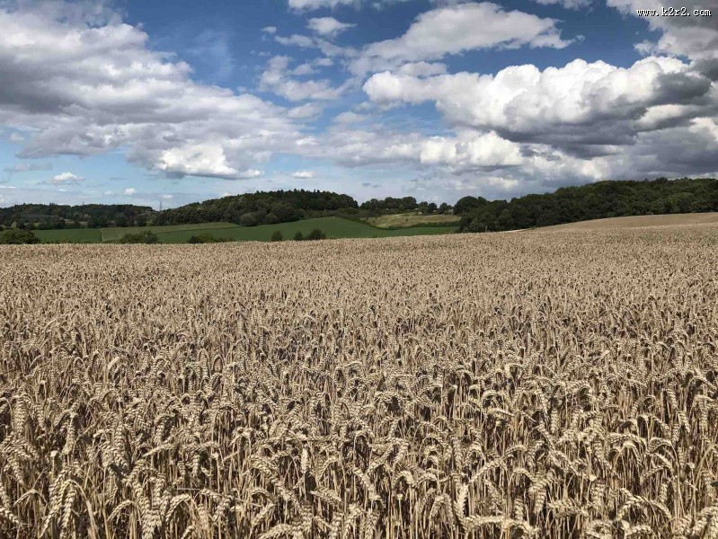 一片麦田图片大全