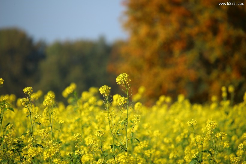 一片金黄色的油菜花田图片大全