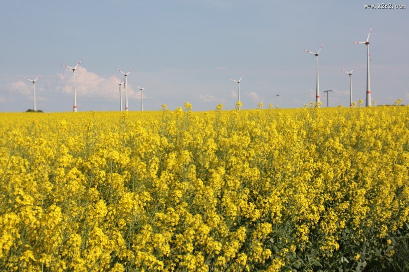 一片金黄色的油菜花田图片大全