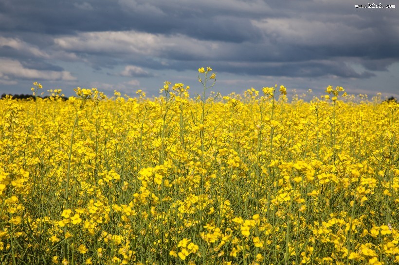 一片金黄色的油菜花田图片大全