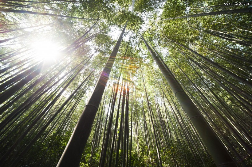 挺拔结实的竹子图片