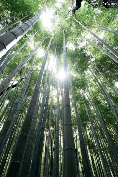 挺拔结实的竹子图片