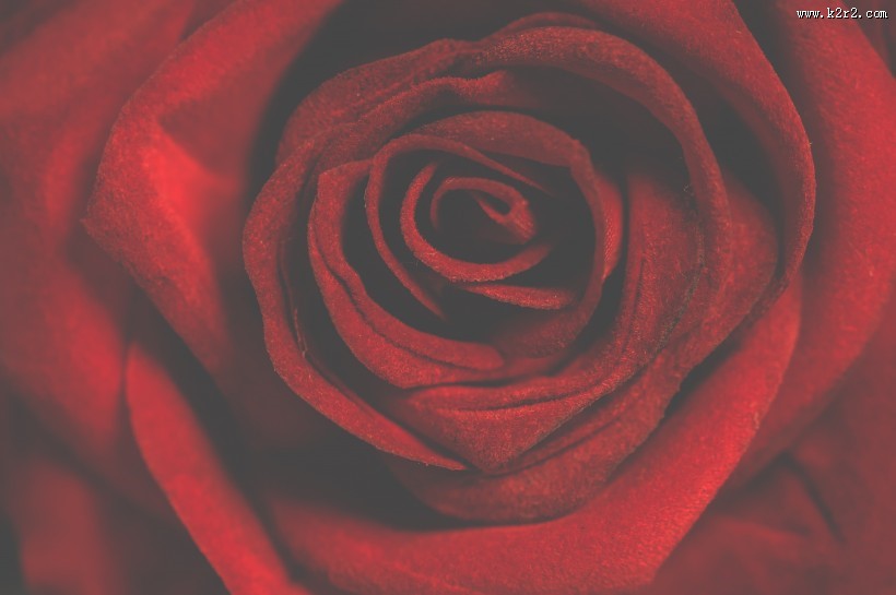 鲜红的玫瑰花图片大全