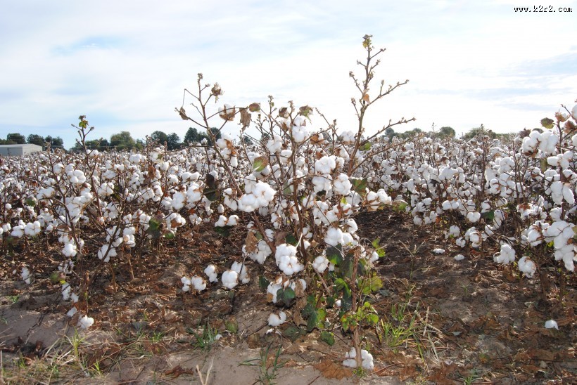 雪白的棉花图片