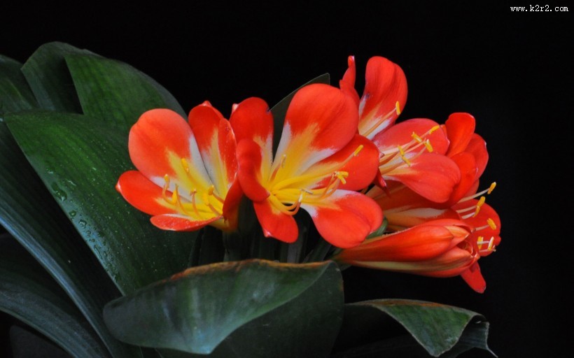 清丽脱俗的君子兰花图片